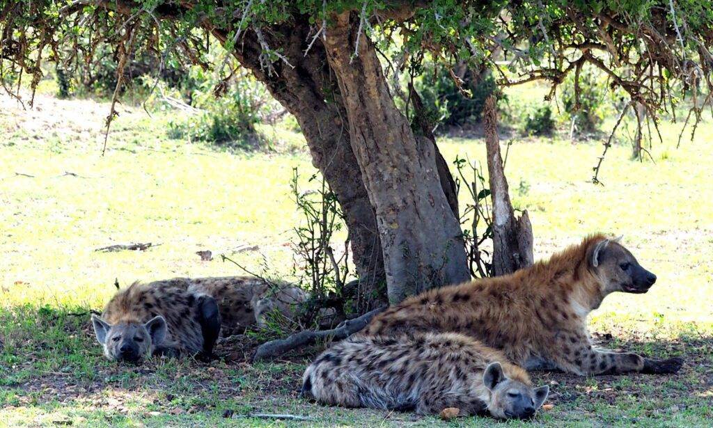 Hyena Masai Mara scaled 1