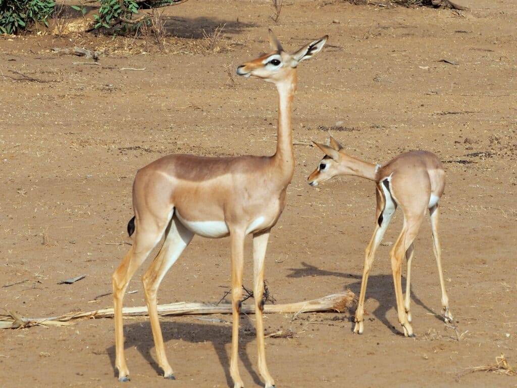 Gerenuk Samburu National Park