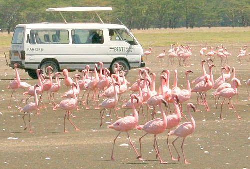 Flamingo Lake Nakuru National Park